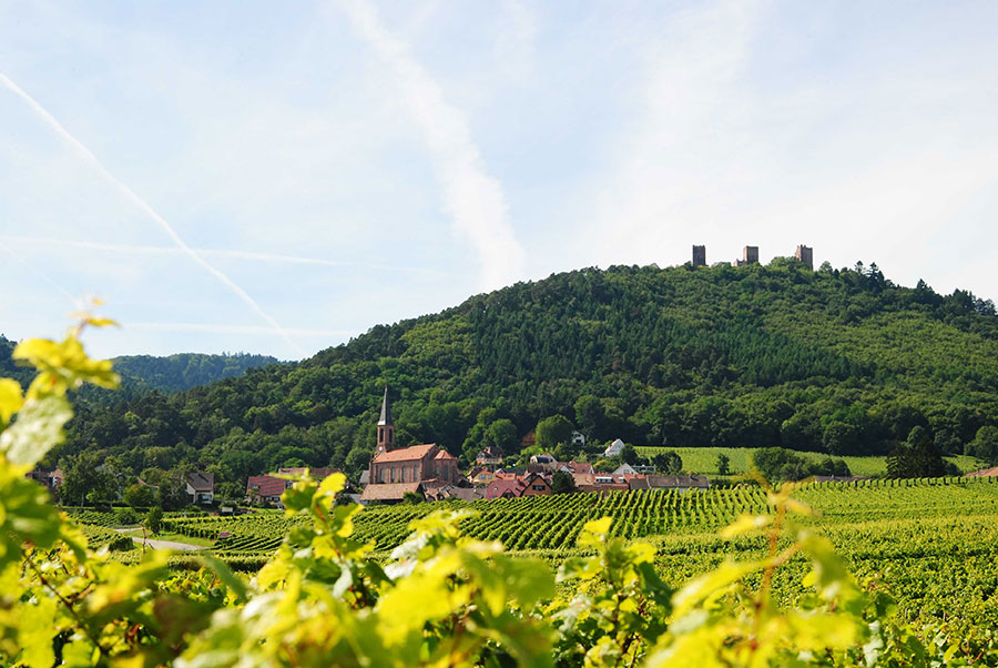 Domaine Kuentz-Bas