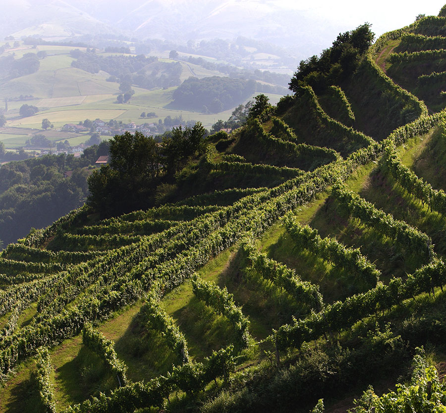 Domaine Mourguy