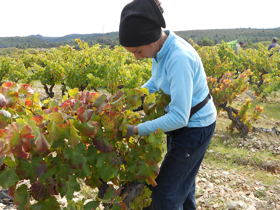 Domaine Romanissa